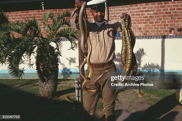 Zookeeper showing two snakes including a puff adder , Port Elizabeth, South Africa, August 1969.