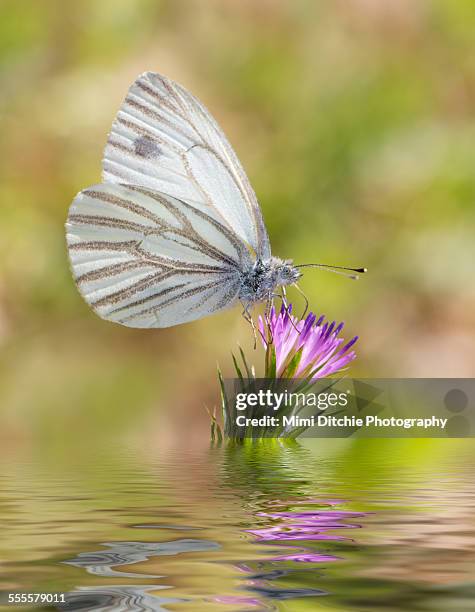 veined white butterfly - groot geaderd witje stockfoto's en -beelden
