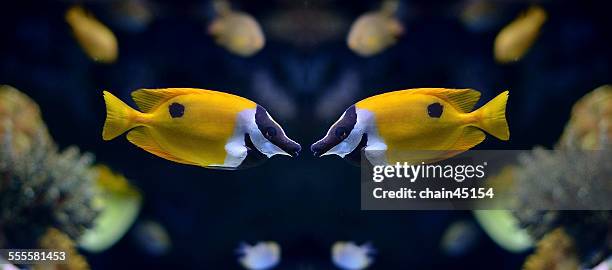 yellow foxface rabbit fish kiss - rabbitfish stock pictures, royalty-free photos & images