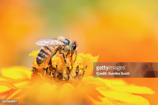 honeybee collecting pollen from yellow flower - polinização imagens e fotografias de stock