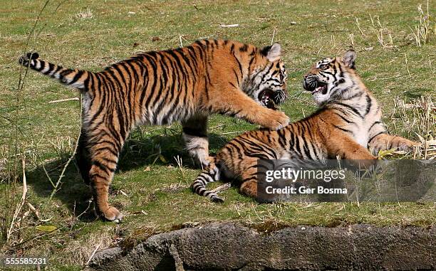 rowdy tiger whelps - animals attacking stock pictures, royalty-free photos & images