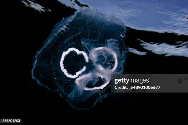 crystal jellyfish - crystal jellyfish stock pictures, royalty-free photos & images