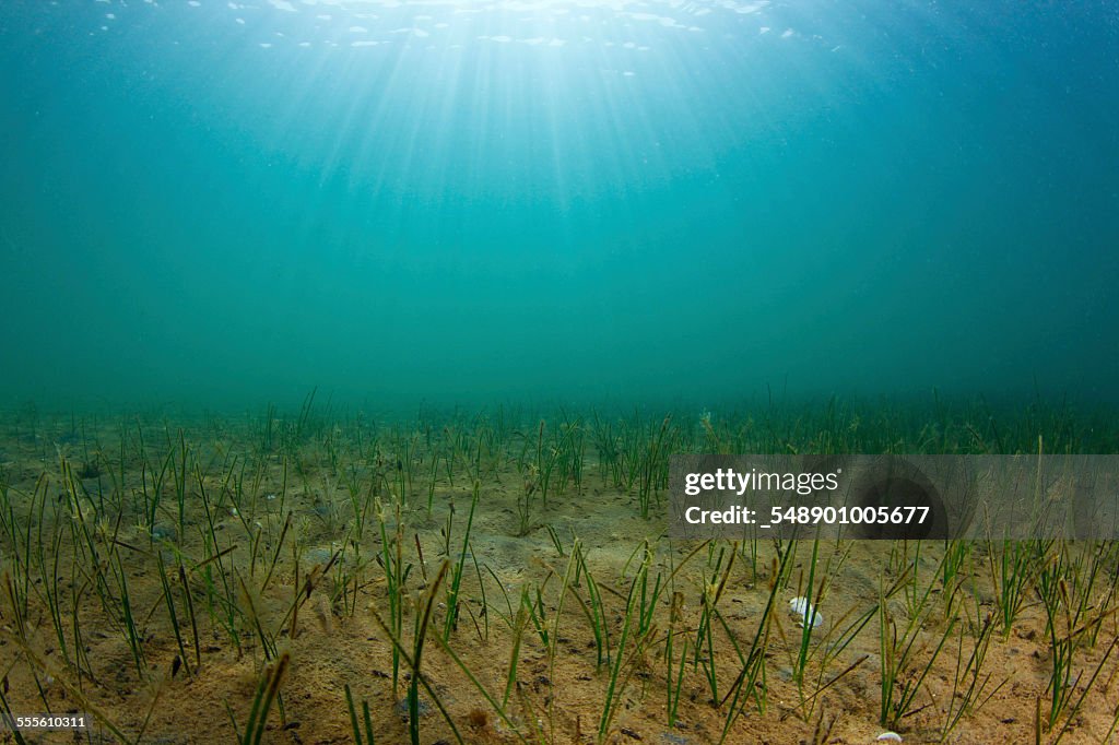 Marine phanerogams