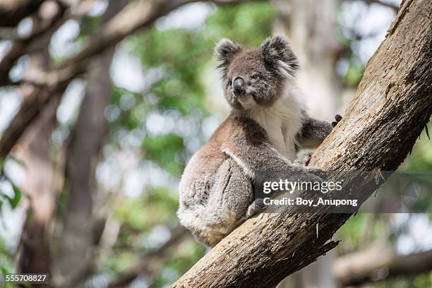 the australia koala - koala foto e immagini stock