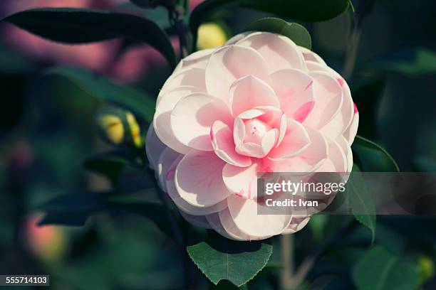 the pink camellia with green leaf, - camellia bildbanksfoton och bilder