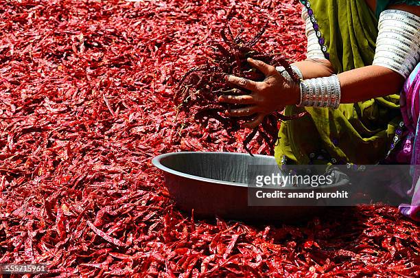 dried hot red chillies in hand - indian spice - indian spices stockfoto's en -beelden
