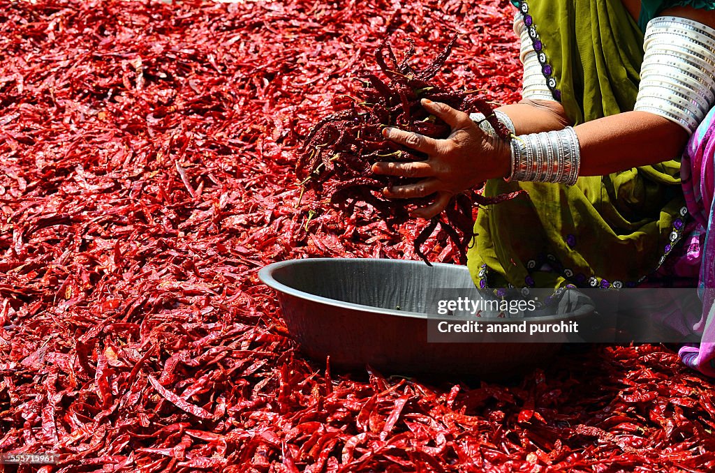 Dried hot red chillies in hand - Indian spice