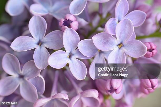 closeup of lilac flowers - flieder stock-fotos und bilder