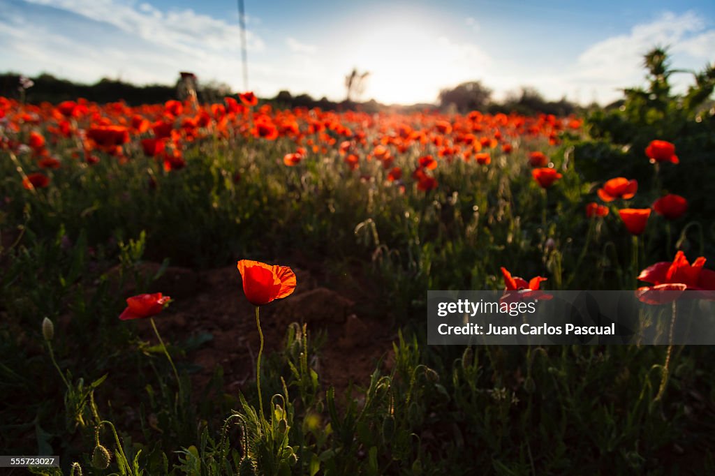 Poppies