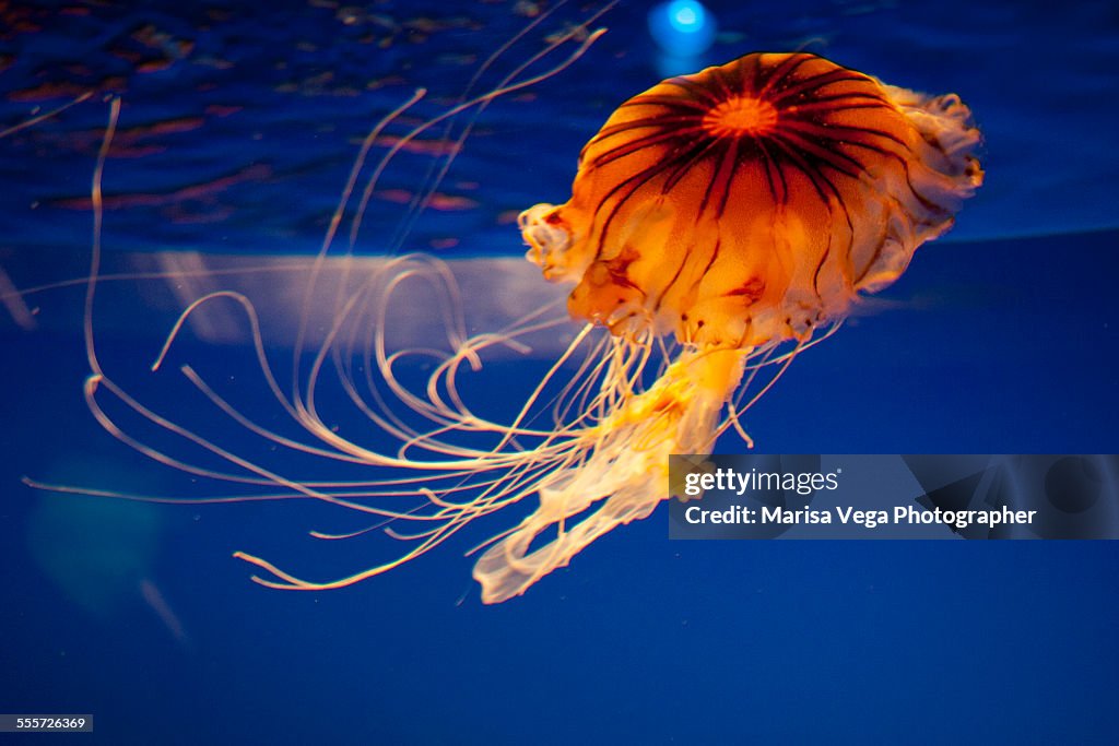 Aquarium - Jellyfish
