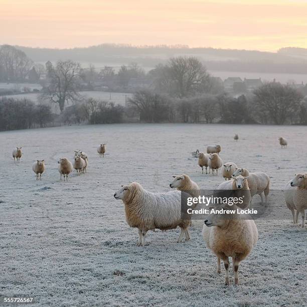 cotswold sheep in winter - cotswolds stock pictures, royalty-free photos & images