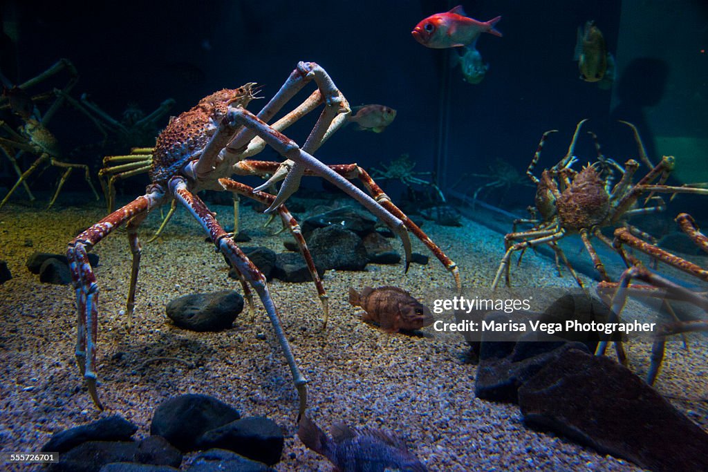 Macrocheira Kaempferi The Japanese Giant Crab High Res Stock Photo macrocheira-kaempferi-the-japanese-giant-crab-high-res-stock-photo