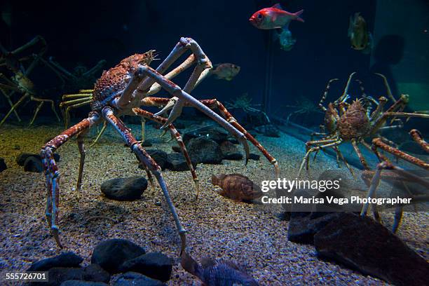 macrocheira kaempferi, the japanese giant crab - pseudocarcinus gigas stock pictures, royalty-free photos & images
