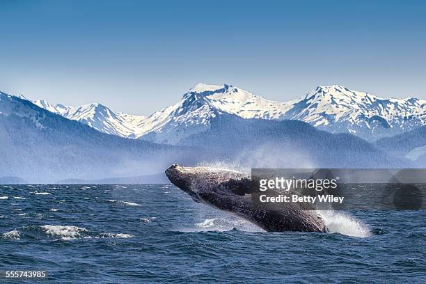 breaching humpback whale - alaska mountains stockfoto's en -beelden