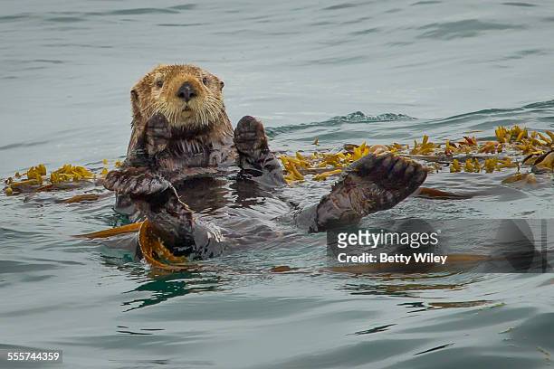 sea otter floating on kelp - sea otter stock pictures, royalty-free photos & images