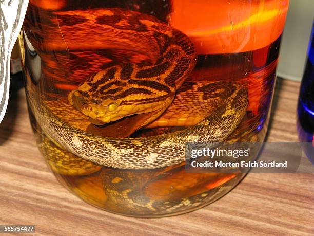 hebushu - víbora de hoyo fotografías e imágenes de stock