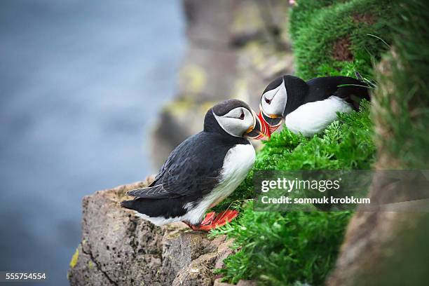 couple puffin on cliff in summer. - papageitaucher stock-fotos und bilder