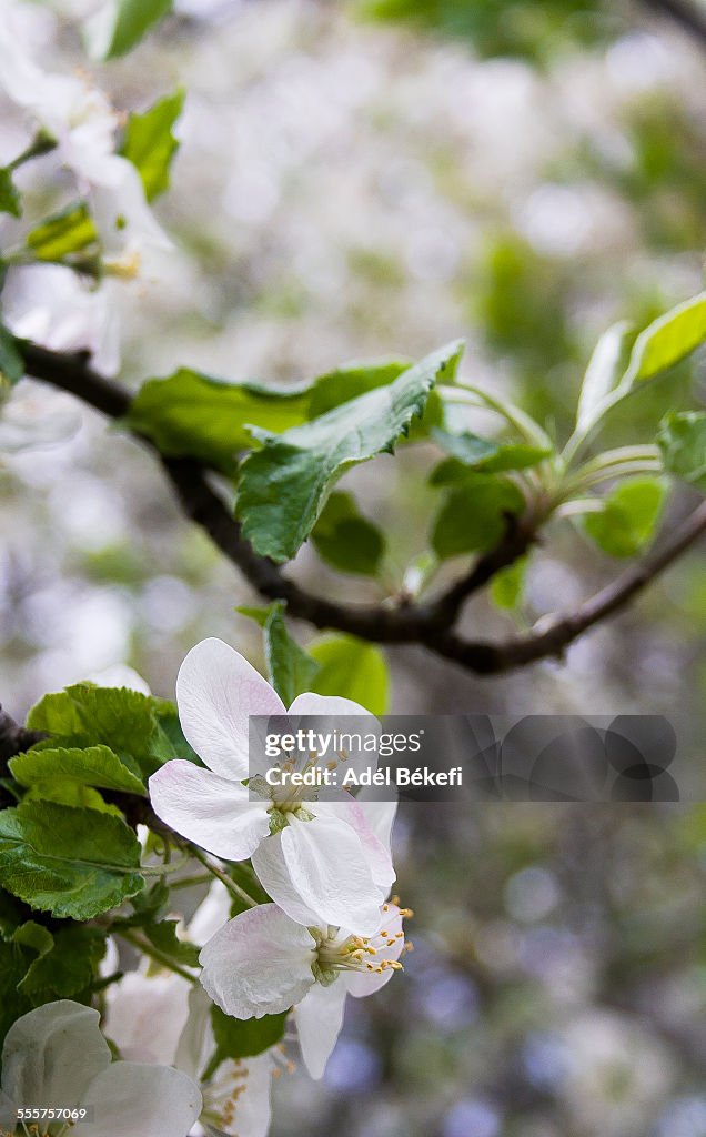 Apple blossom