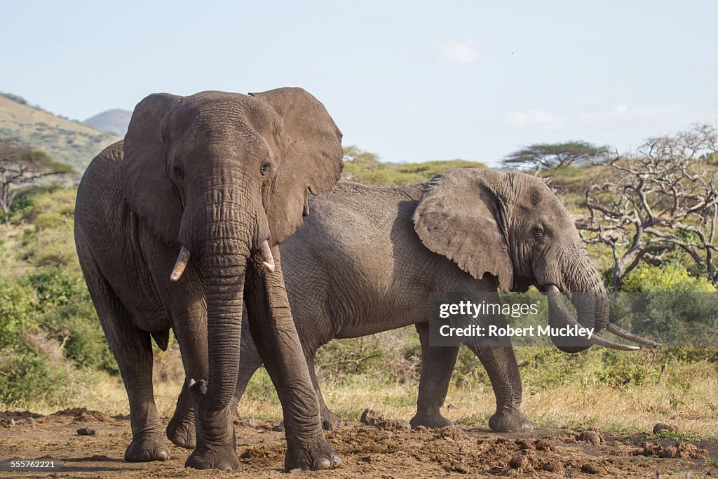 Two male elephants