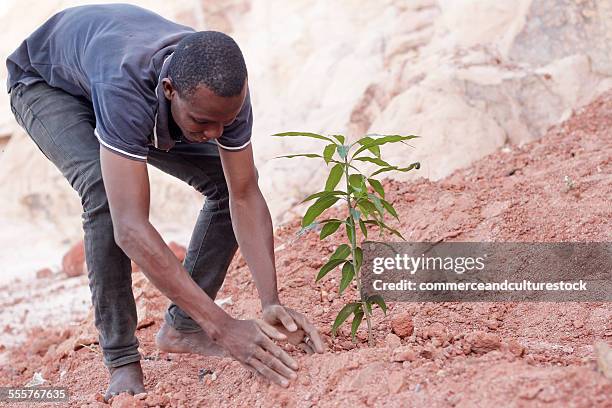 a man planting a tree - commerceandculturestock stock pictures, royalty-free photos & images