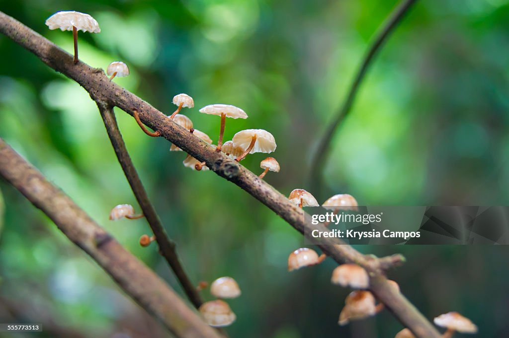 Cluster of wild mushrooms at rainforest