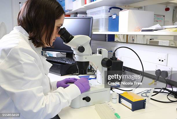 female scientist looking at breast tumour sample - see through stock pictures, royalty-free photos & images