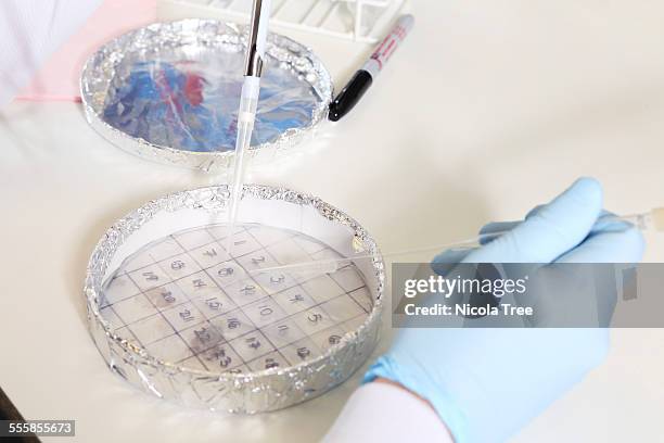 female cancer researcher in her laboratory - immunology stock pictures, royalty-free photos & images