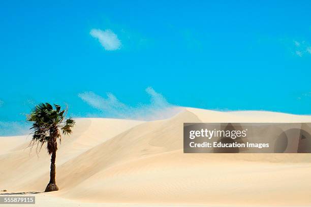 Cabure Beach, Tutoia, Maranhao, Brazil.