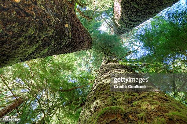 moss-draped wooded forest - can't see the wood for the trees stock pictures, royalty-free photos & images