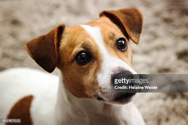 jack russel dog - jack russel terrier bildbanksfoton och bilder