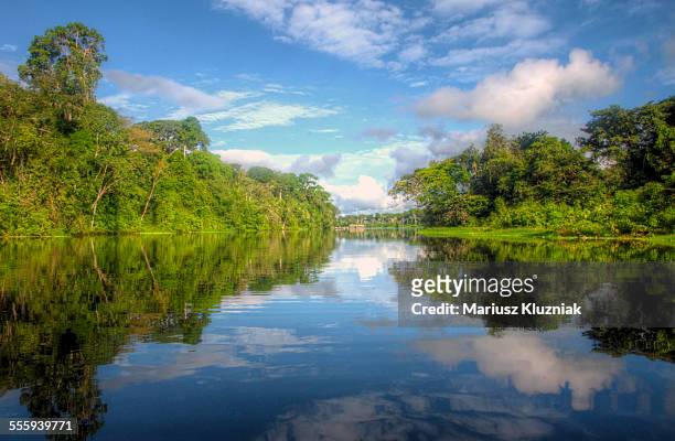 peruvian rain forest and amazon river reflections - foret amazonienne photos et images de collection