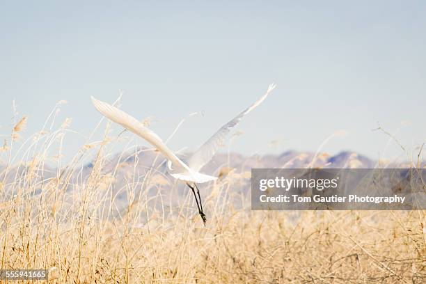 great egret takes off from a marsh - egret stock-fotos und bilder