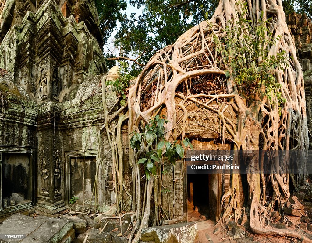 Ta Prohm Temple, Khmer Empire, Cambodia