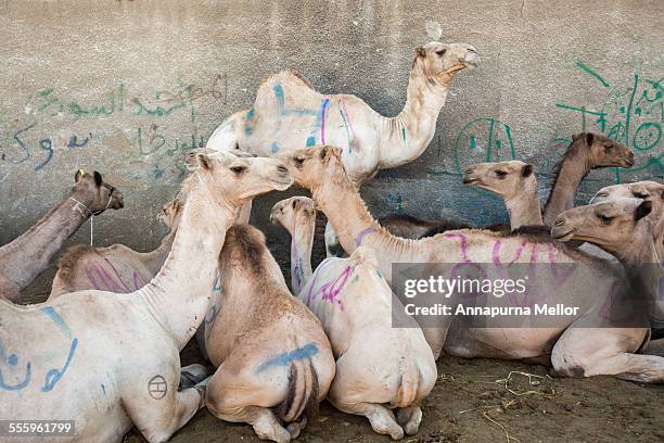 Camel In Cairo 335 Egyptian Camel Corps Stock Photos, High-Res Pictures, and Images ...