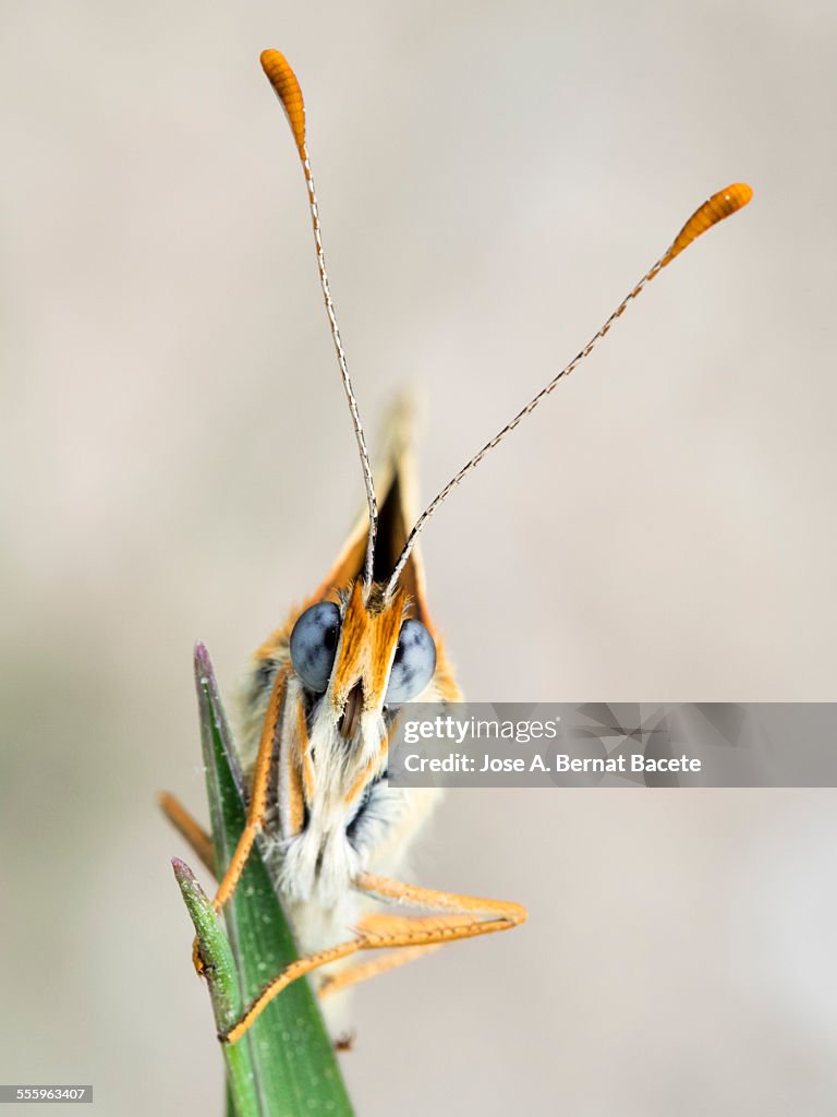 Butterfly on a twig. (Melanargia galathea).