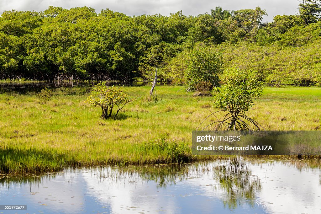 "Salines" in French Guiana