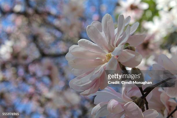 magnolia stellata blossoms - star magnolia trees stock pictures, royalty-free photos & images