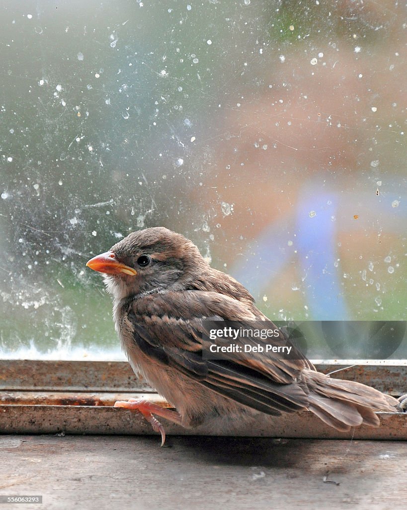 Bird trapped in window