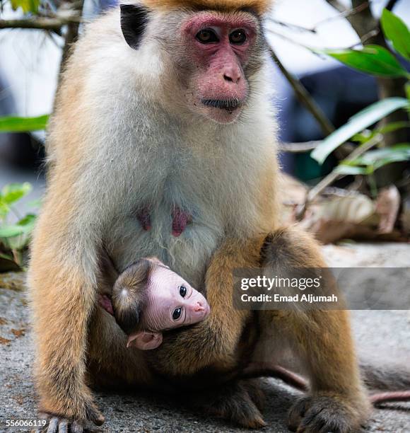 monkey mother with her baby - baby monkey stock pictures, royalty-free photos & images