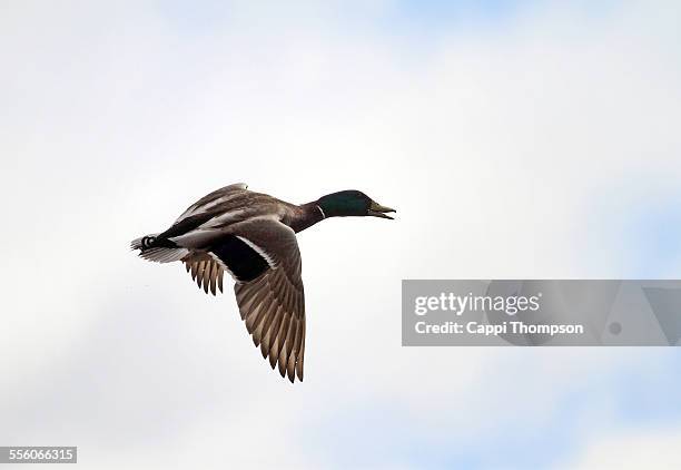 mallard duck flying - parpar fotografías e imágenes de stock