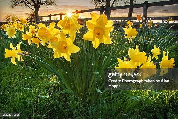 daffodil sunset - osterglocke stock-fotos und bilder