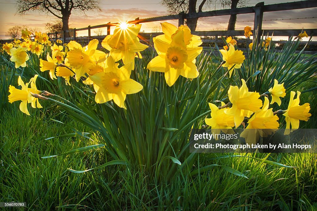Daffodil Sunset