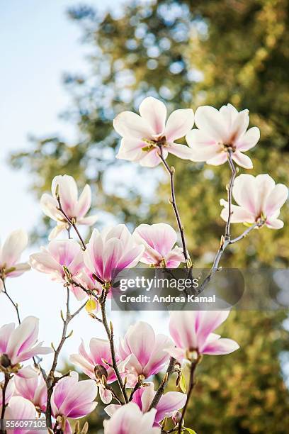 magnolia tree on a sunny day - magnolia stellata stockfoto's en -beelden