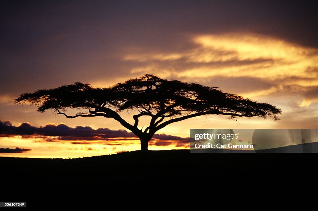 Acacia Tree of the Serengeti