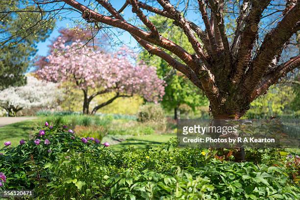 spring garden - sheffield fotografías e imágenes de stock