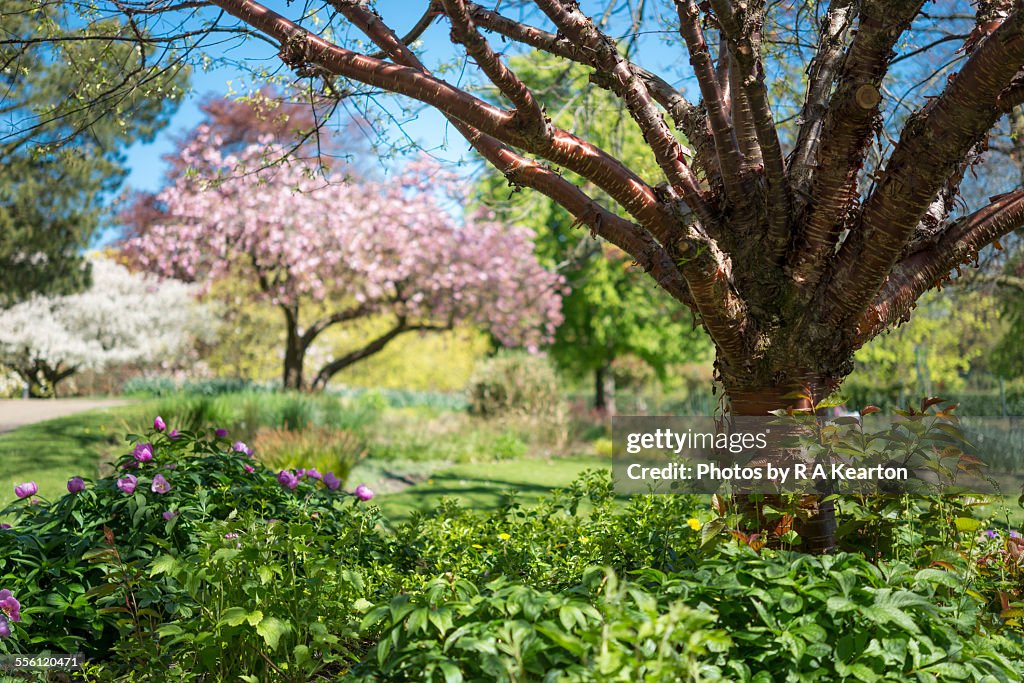 Spring garden