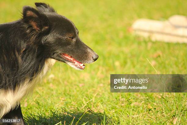 black dog - santa maria - rio grande do sul stock pictures, royalty-free photos & images