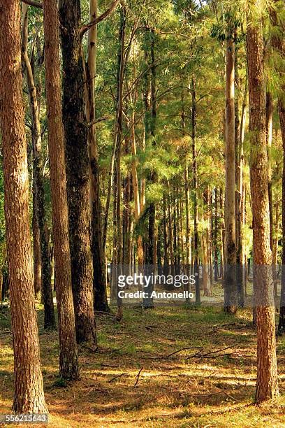 pinus forest - santa maria - rio grande do sul stock pictures, royalty-free photos & images
