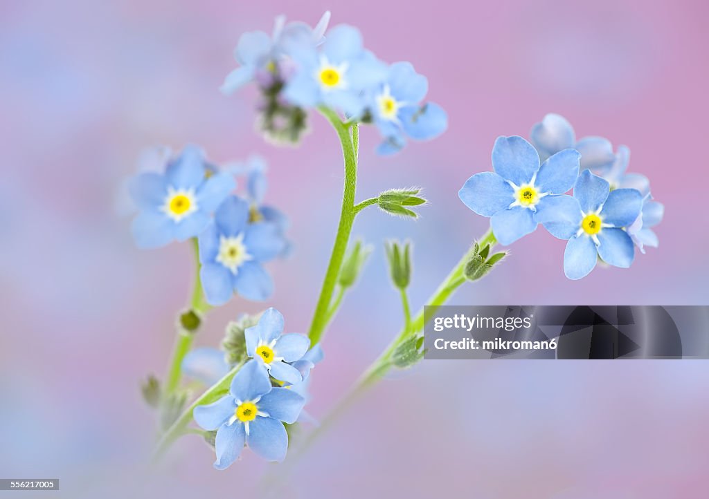 Forget-me-not flowers.