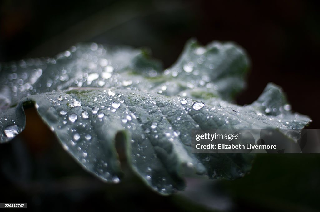 Broccoli leaf after rain